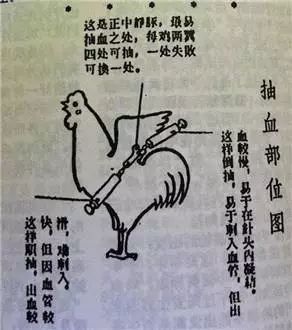 科普：“打雞血”一詞是怎么來(lái)的？