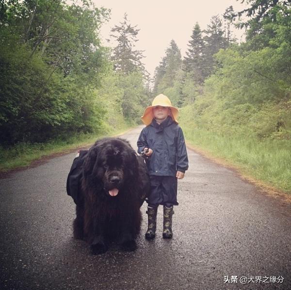 適合家庭飼養的4種大型犬，它的外形如同藏獒，但性情溫柔如水