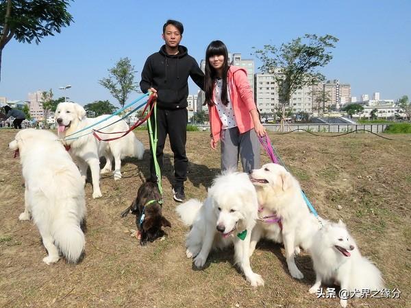 適合家庭飼養的4種大型犬，它的外形如同藏獒，但性情溫柔如水