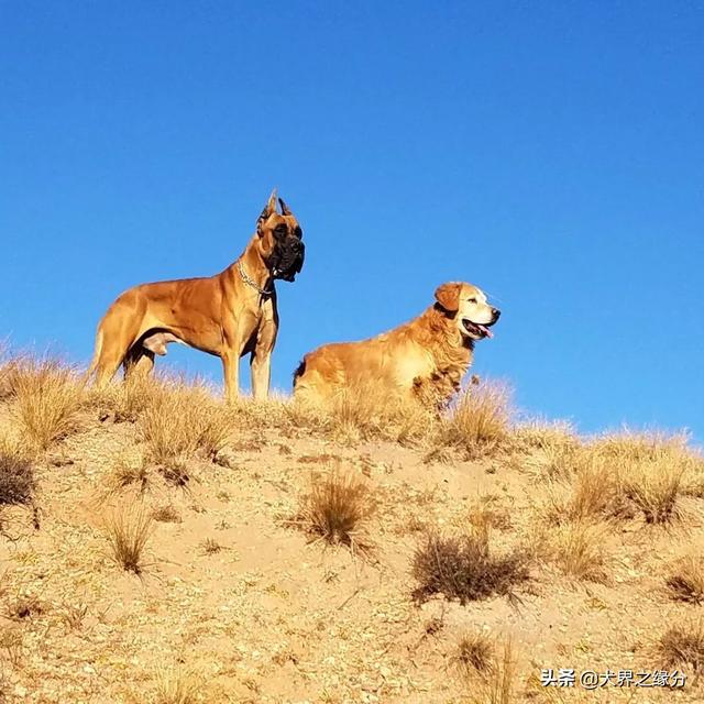 適合家庭飼養的4種大型犬，它的外形如同藏獒，但性情溫柔如水