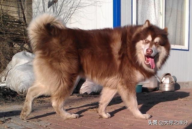 適合家庭飼養的4種大型犬，它的外形如同藏獒，但性情溫柔如水