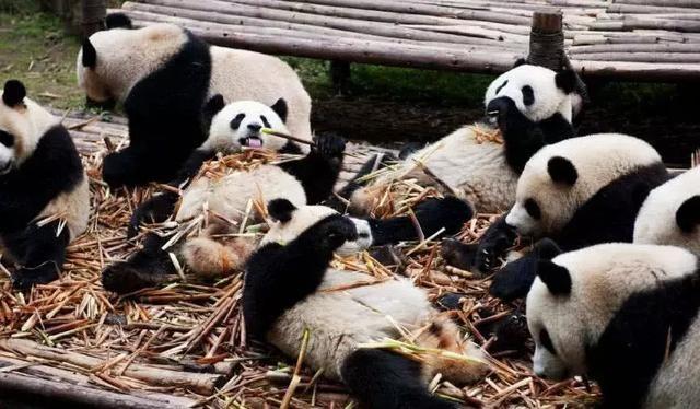 為什么只有中國才有大熊貓？熊貓繁殖能力為什么這么差？