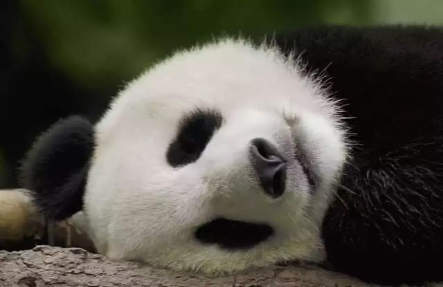 為什么只有中國才有大熊貓？熊貓繁殖能力為什么這么差？