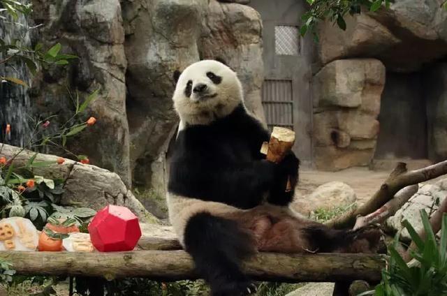 為什么只有中國才有大熊貓？熊貓繁殖能力為什么這么差？