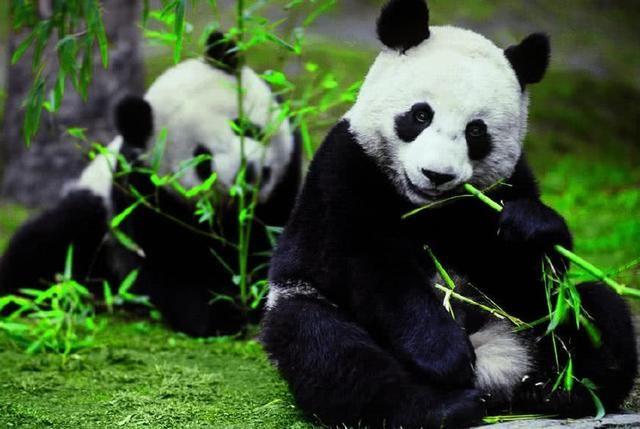 為什么只有中國才有大熊貓？熊貓繁殖能力為什么這么差？