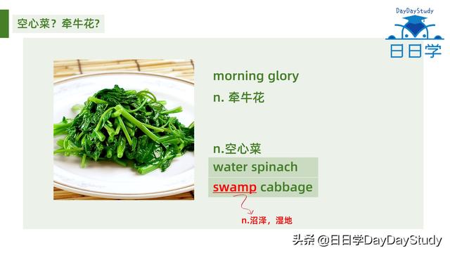 空心菜翻譯（為什么英文空心菜）(1)