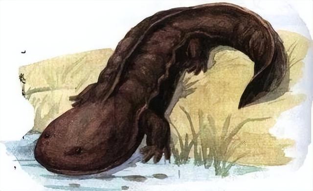 娃娃魚(yú)是人類(lèi)祖先嗎(山海經(jīng)現存物種之一)(3)