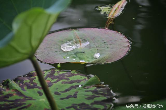 宏村旅游攻略超詳細（水墨宏村旅行最全攻略）(4)
